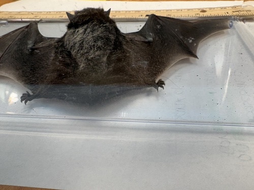 Silver-haired Bat observed by doberheu