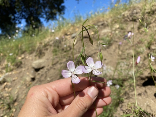 iNaturalist observation photo of Ramona Clarkia