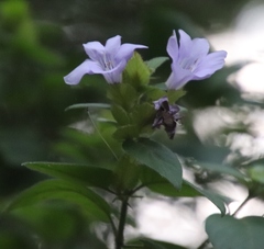 Barleria gueinzii