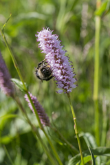 Bombus pyrenaeus