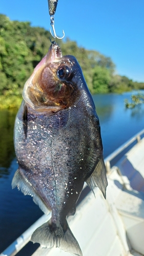 Goulding's piranha (Serrasalmus gouldingi) — Serrasalmidae — 5