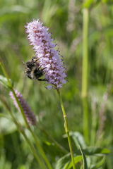 Bombus pyrenaeus