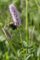 Bombus pyrenaeus