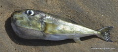 Tetraodontiformes