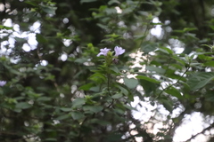 Barleria gueinzii
