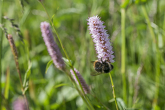 Bombus pyrenaeus