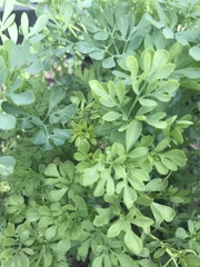 Ruta graveolens