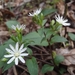 Star Chickweed - Photo (c) Tyler Wheeling, some rights reserved (CC BY-NC), uploaded by Tyler Wheeling