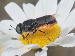 Odontomyia flavissima
