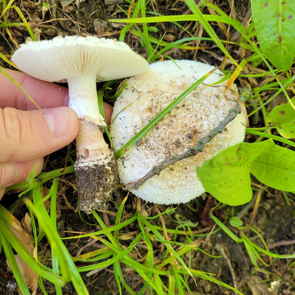 Blushing Bride Amanita · May 2026 · photo: Photo: (c) Konshau Duman, some rights reserved (CC BY) · iNaturalist