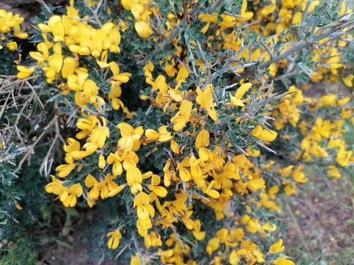 Spiny Broom