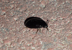 Platydema violacea