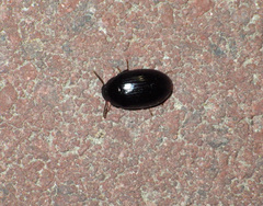 Platydema violacea