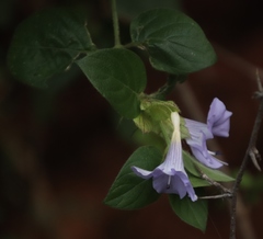 Barleria gueinzii