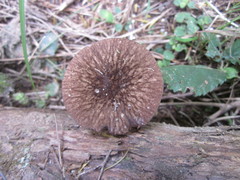 Pluteus perroseus