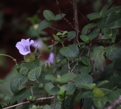 Barleria gueinzii