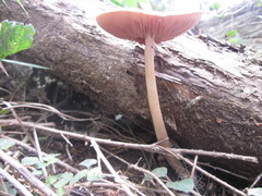 Pluteus perroseus