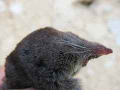 Cryptotis alticola
