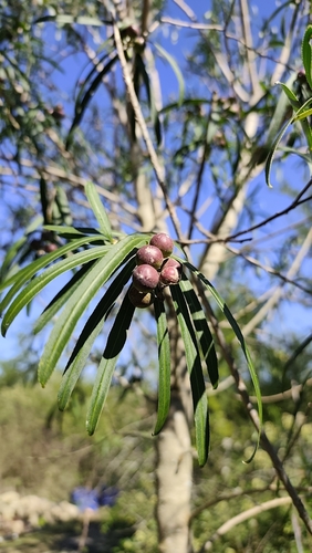 Sapium haematospermum