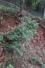 Barleria gueinzii