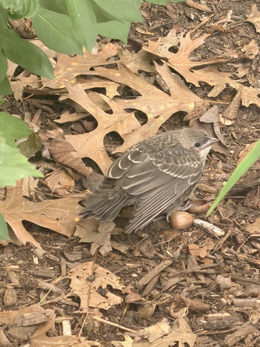 Brown-headed Cowbird photographed in North Carolina