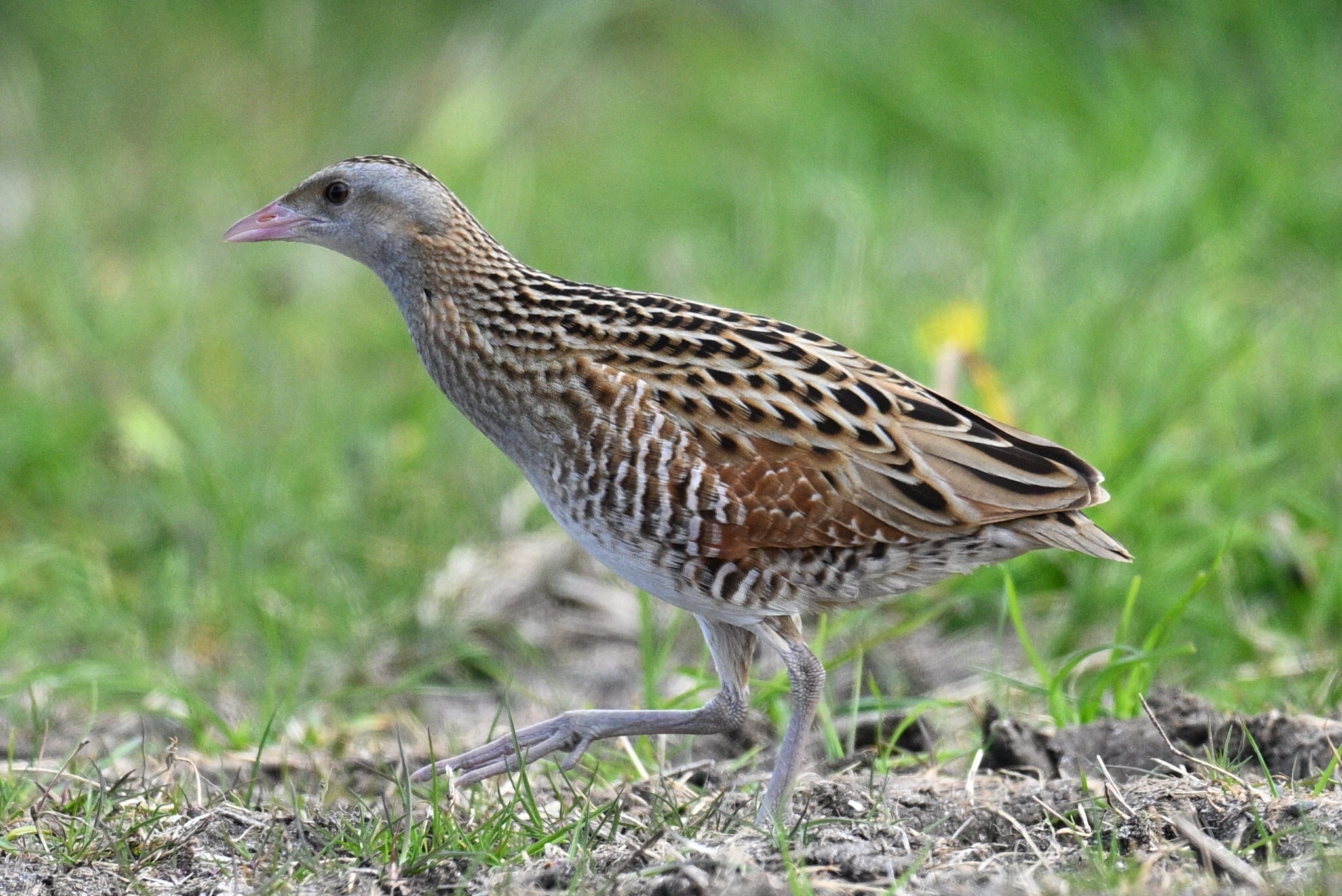 Corn Crake (Crex crex), photo 2