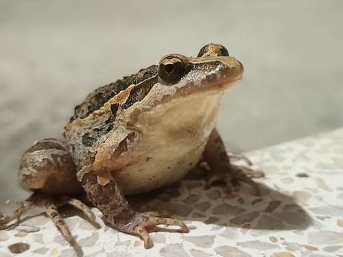 Mediterranean Painted Frog