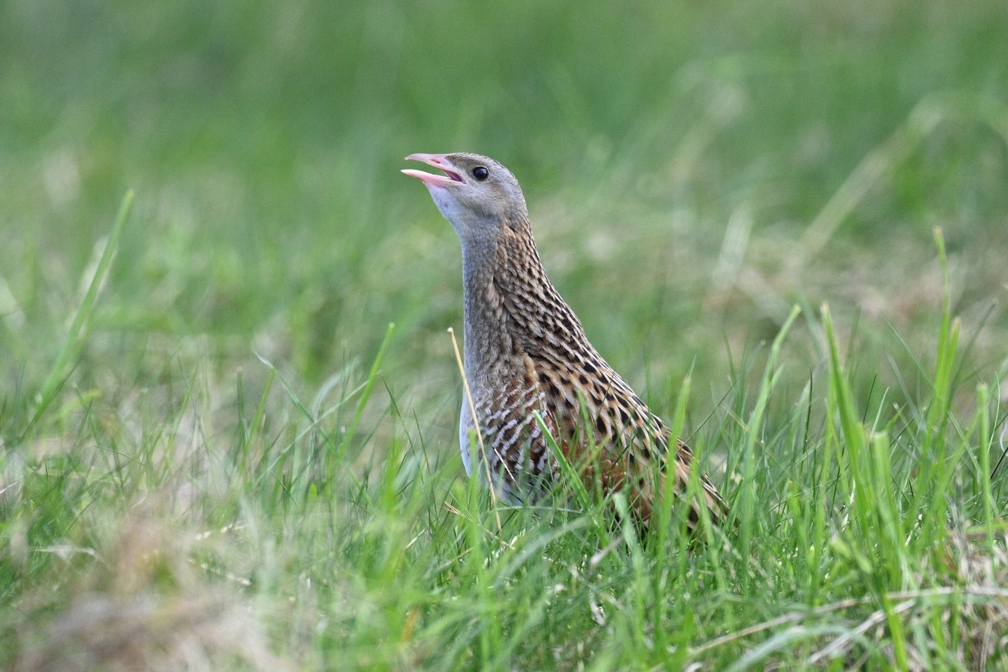 Corn Crake (Crex crex), photo 1