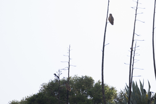 Eurasian Eagle-Owl