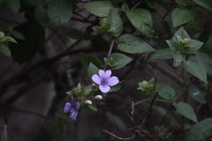 Barleria gueinzii
