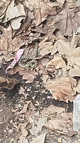 Ladder Snake