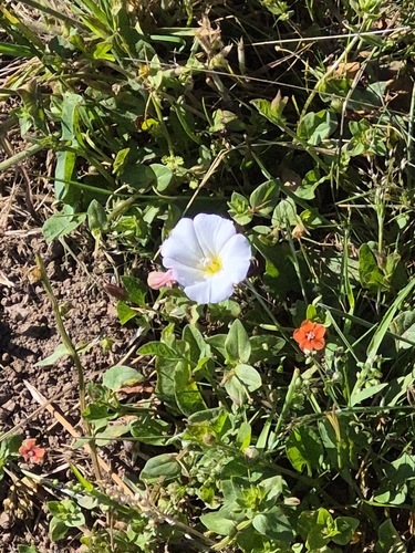iNaturalist observation photo of field bindweed