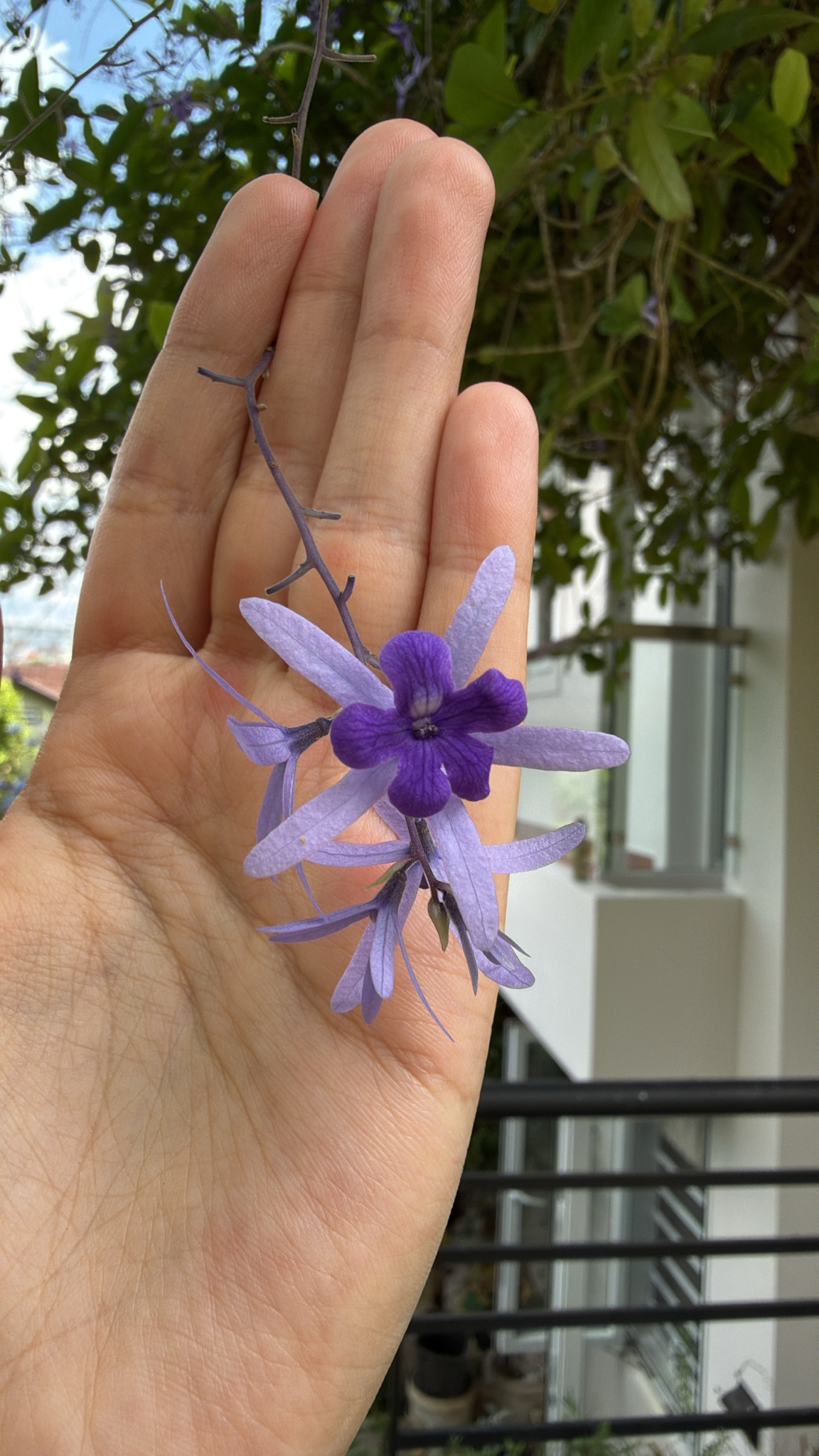 Petrea volubilis (Petrea volubilis)