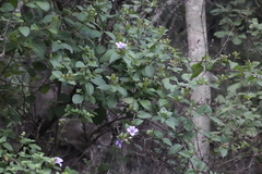 Barleria gueinzii
