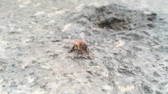 Apis mellifera