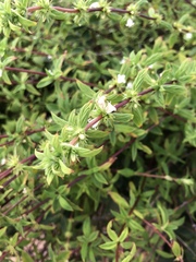 Hexasepalum gardneri