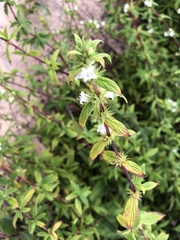 Hexasepalum gardneri