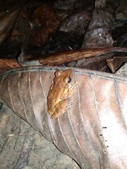 Polypedates iskandari