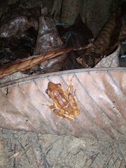 Polypedates iskandari