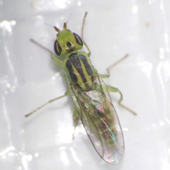Meromyza