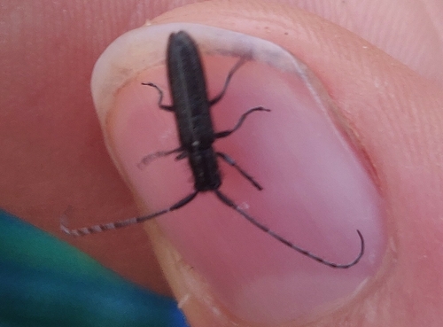 striped thistle longhorn beetle