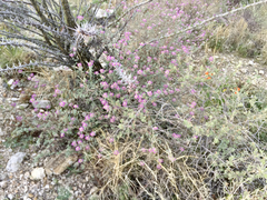 Dalea pulchra
