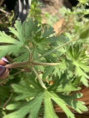 Geranium bicknellii