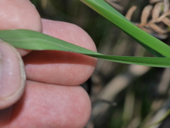 Poa anceps anceps
