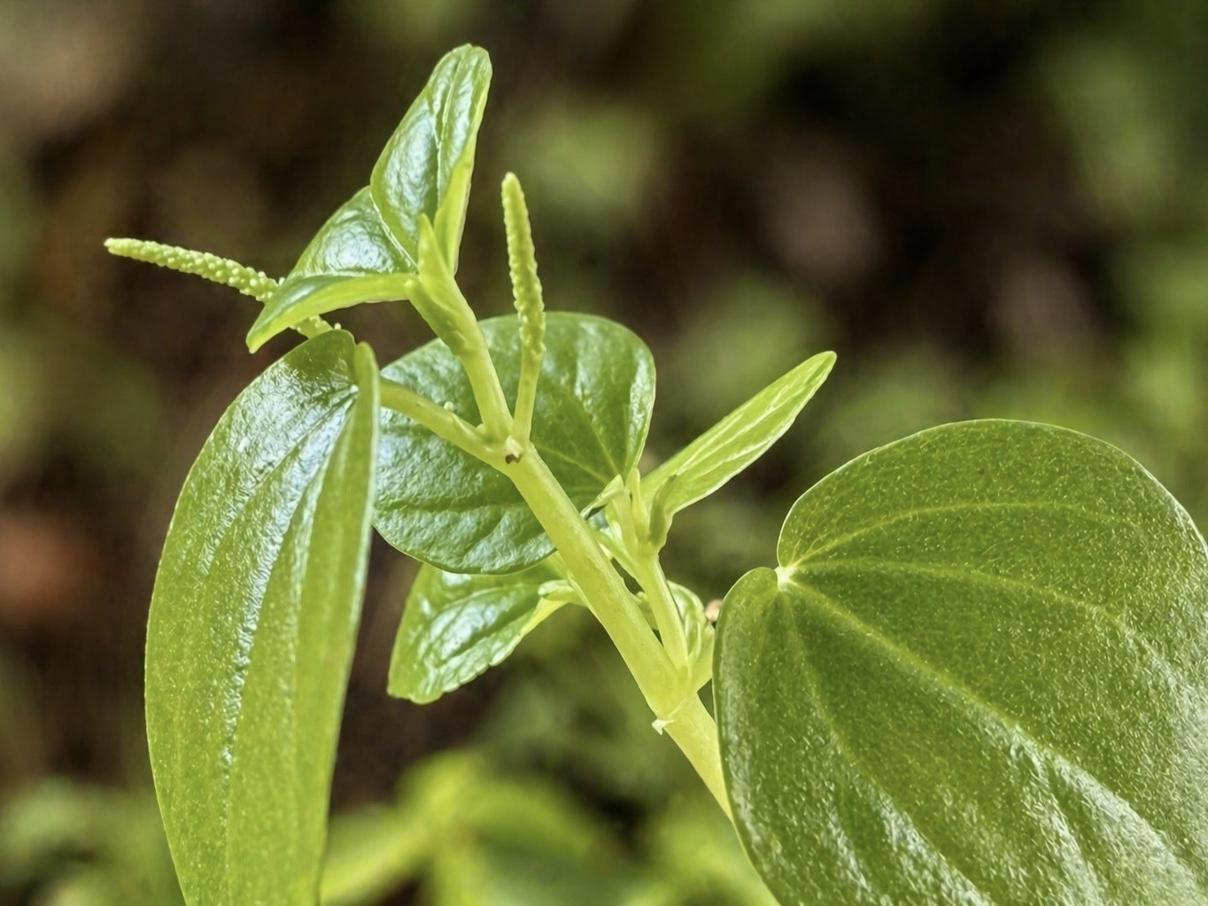 Peperomia pellucida — ảnh 2