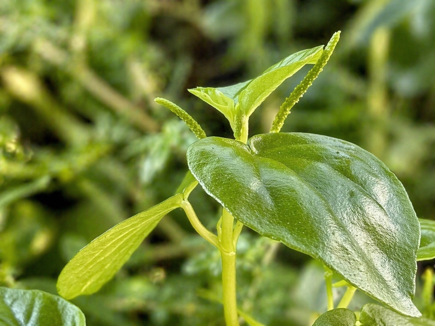 Peperomia pellucida — ảnh 3