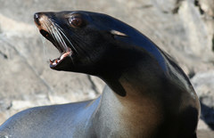 South American Fur Seal photo 5