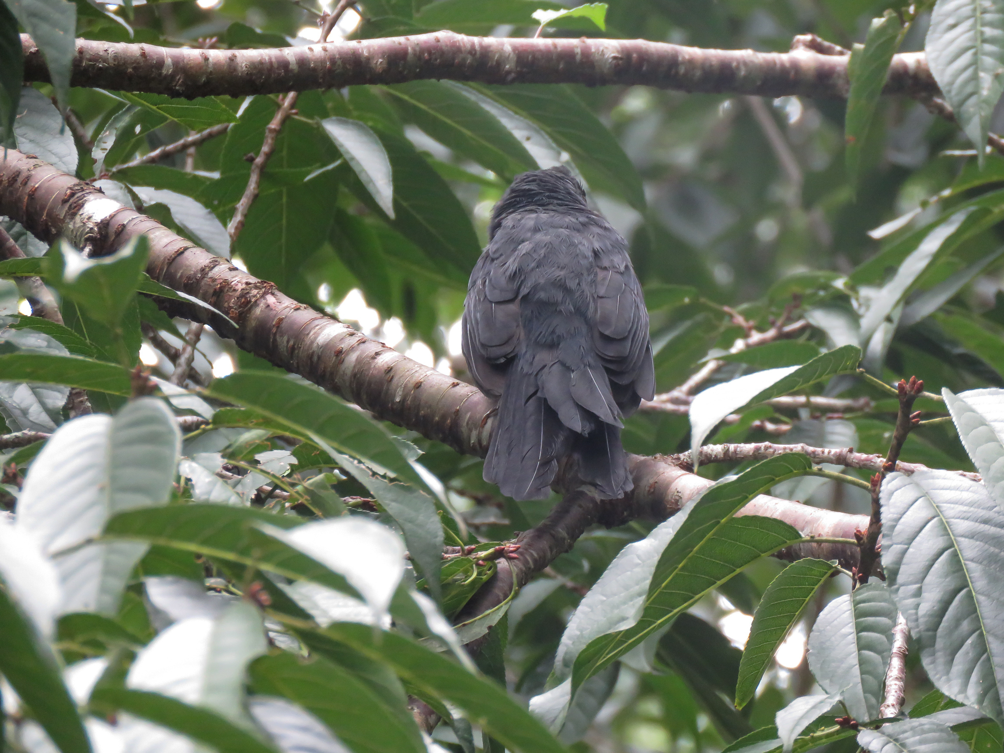 Black-throated Grosbeak (Saltator fuliginosus), photo 4