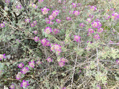 Dalea pulchra