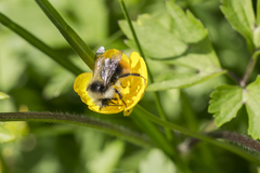 Bombus pyrenaeus